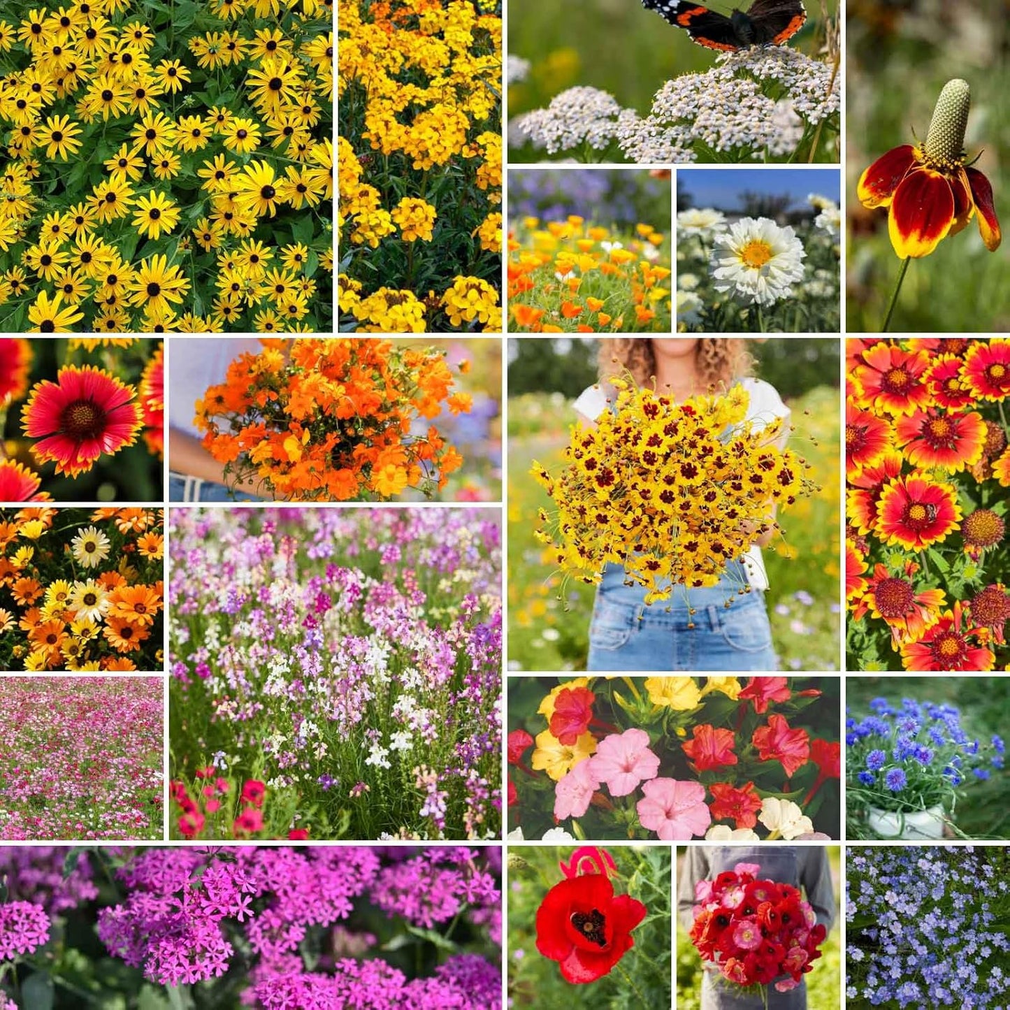 Eden Brothers Dry Area Wildflower Mixed Seeds for Planting, 1/4 lb, 120,000+ Seeds with Cosmos, African Daisy, Blue Flax | Attracts Pollinators, Plant in Spring or Fall, Zones 3, 4, 5, 6, 7, 8, 9, 10