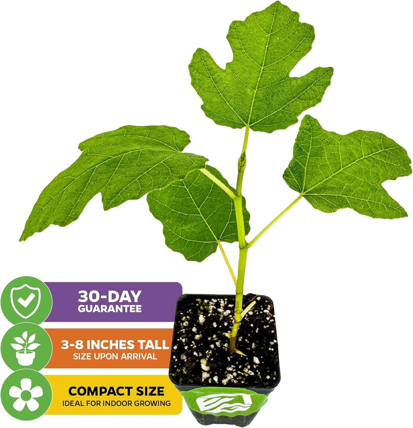 Fignomenal Dwarf Fig Live Plant - Ficus carica - Wellspring Gardens Starter Potted Plant for Indoor and Outdoor Home Decor, Gift Essential for House