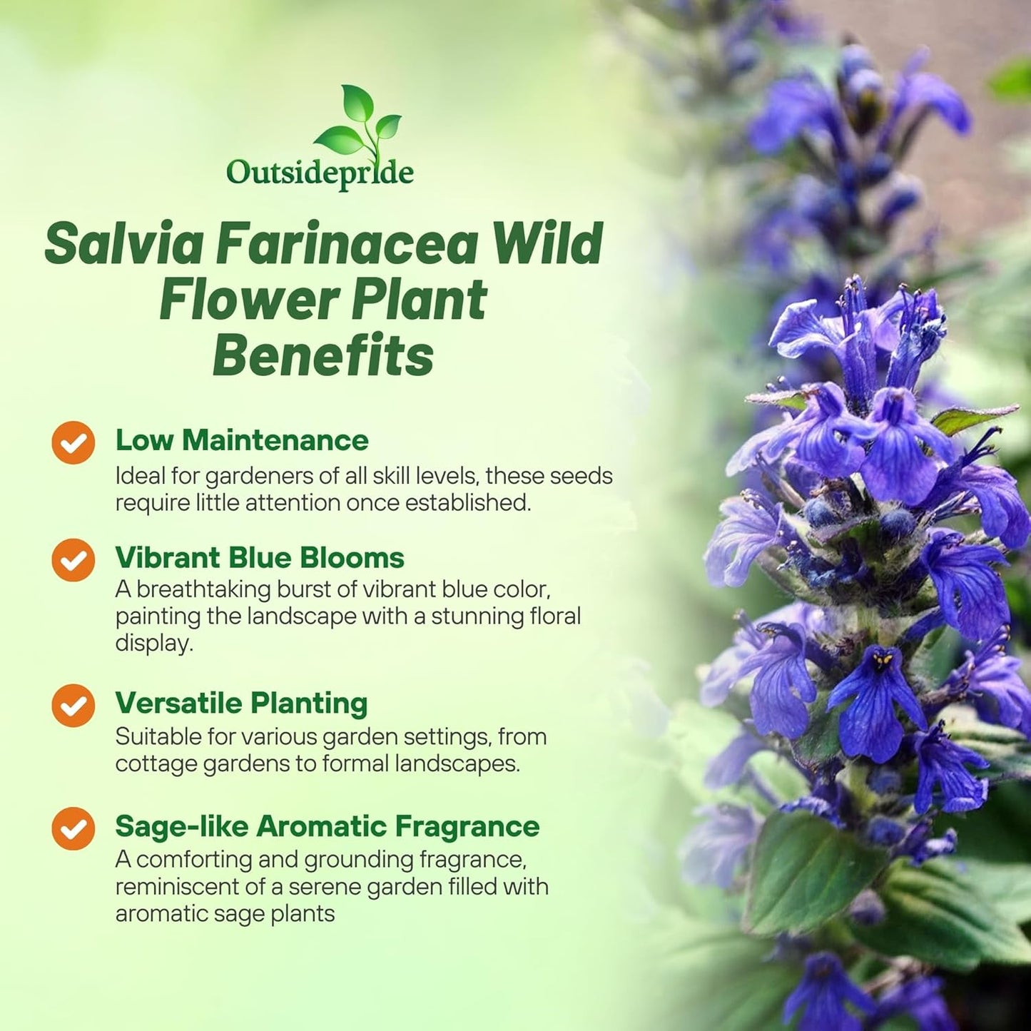 Outsidepride Blue Sage Seeds - 1/2 Lb. Perennial, Drought-Tolerant & Deer-Resistant Wildflower Seeds w/Fragrant Blooms for Pollinator Attractant for Butterfly & Hummingbird Gardens & Landscaping