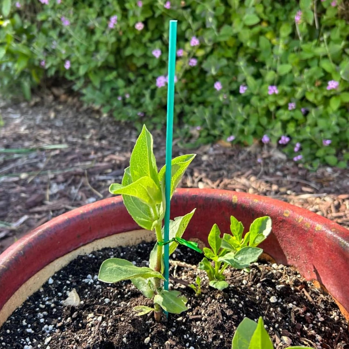 RONYOUNG 100 Pieces Green Bamboo Plant Stakes with 100 Pieces Orchid Clips and 100 Metallic Twist Ties for Supporting Stems Vines Stalks Grow Upright