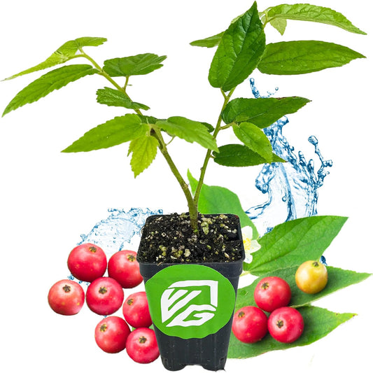 Red Jamaican Cherry (Strawberry Tree) - Muntingia calabura by Wellspring Gardens - Vibrant, Abundant Harvest, Quick-Fruiting, Drought-Tolerant, Ornamental Beauty, Sweet-Tasting Cherries, Lush Foliage