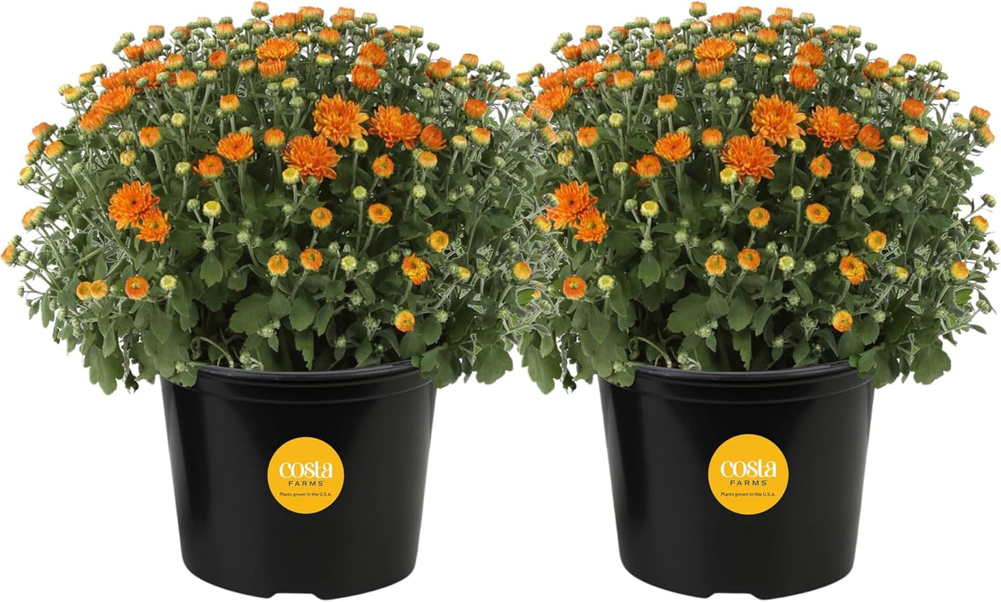 Costa Farms Chrysanthemum, Mums Ships in Bud Form, Bloom Porch and Patio Ready Bushel Basket, 3-QT, Orange
