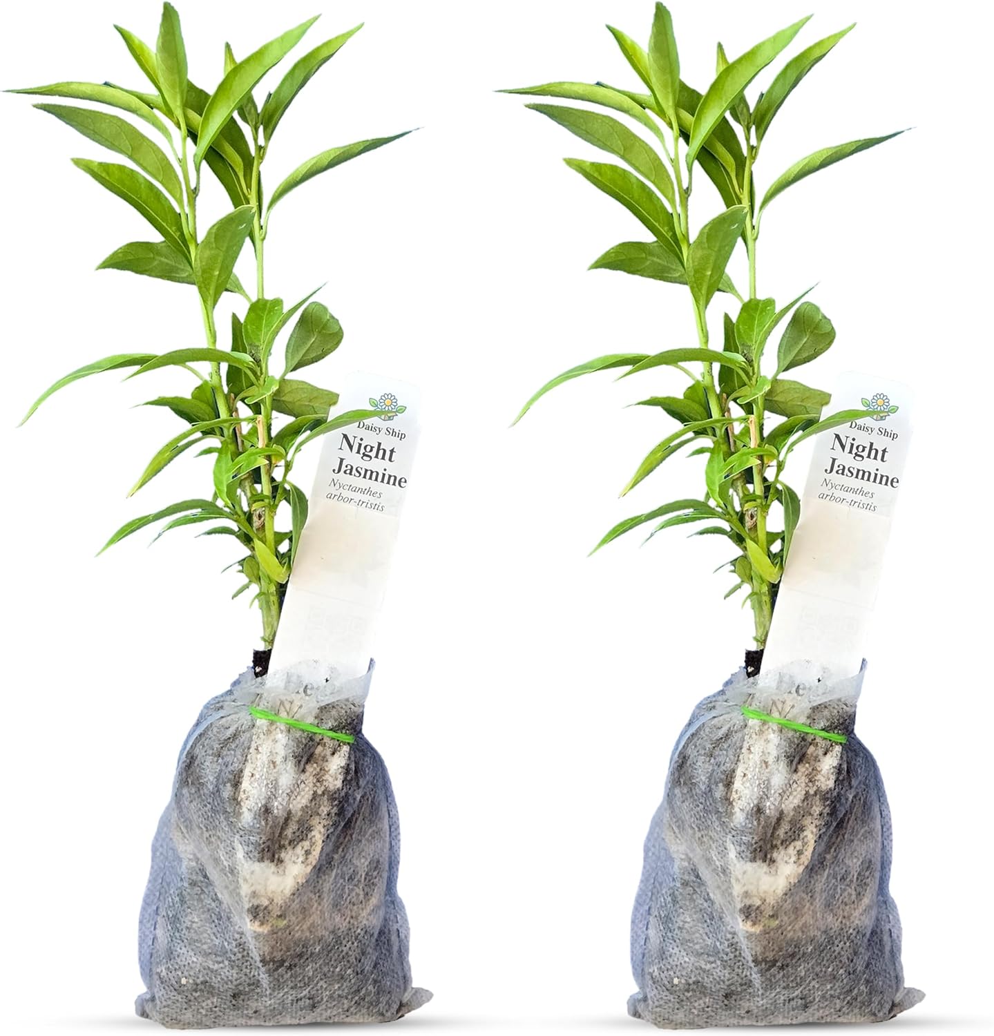 Night Blooming Jasmine Live Plant - Cestrum Nocturnum. Fragrant Flowering Shrub for Garden, Patio or Window (2 ngt.jas sacs)