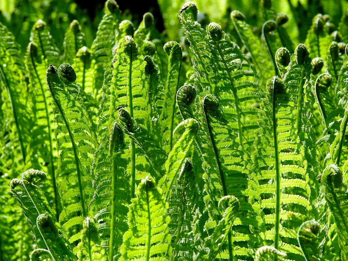Greenwood Nursery: Live Perennial Plants - Ostrich Fern + Matteuccia Struthiopteris - [Qty: 3X Pint Pots] - (Click for Other Available Plants/Quantities)