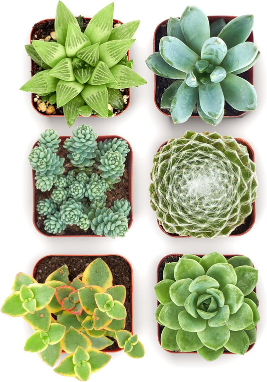 Shop Succulents Mixed Succulent Plant Pack 2" Grow Pot Pack of 6
