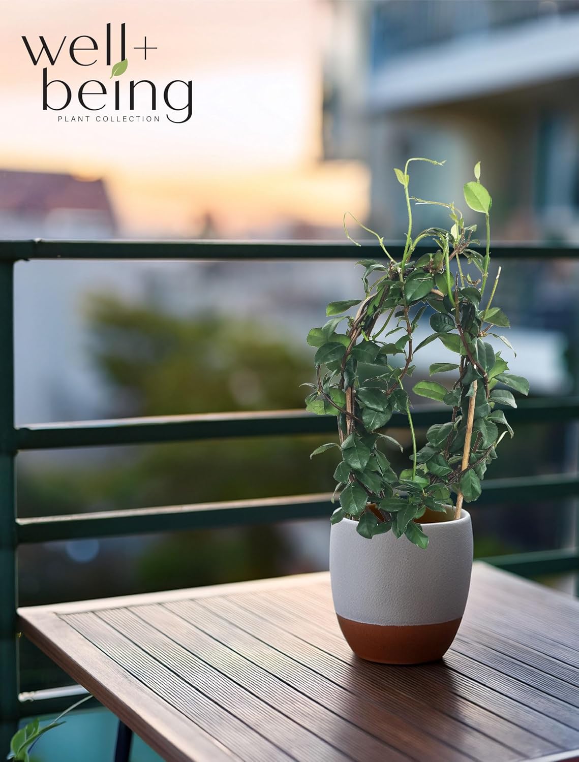 Nature’s Way Farms Jasmine Confederate Staked Outdoor Live Plant (18-24in Tall) in Grower Pot Comes Without Flowers