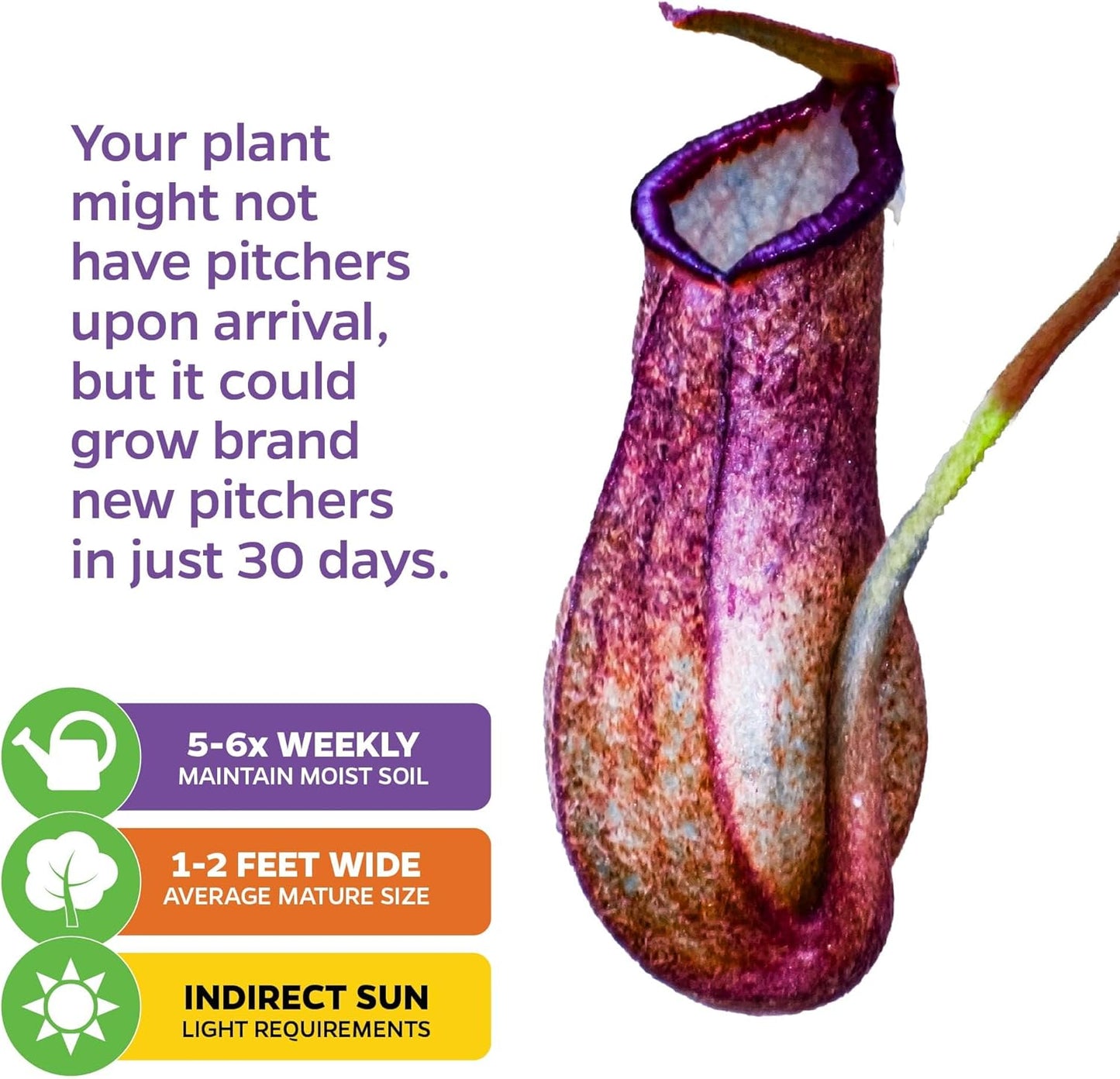 Rebecca Soper Pitcher Plant Live Carnivorous Starter Plant - Nepenthes by Wellspring Gardens