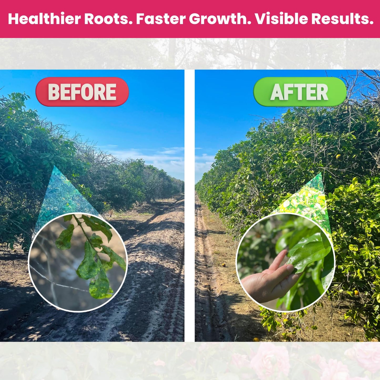 Concentrated Liquid Enzyme-Based Organic Plant Food | Organic Plant Fertilizer & Bloom Booster | Ideal for Flowers, Fruits & Vegetables, Indoor & Outdoor Gardening (8.45oz)