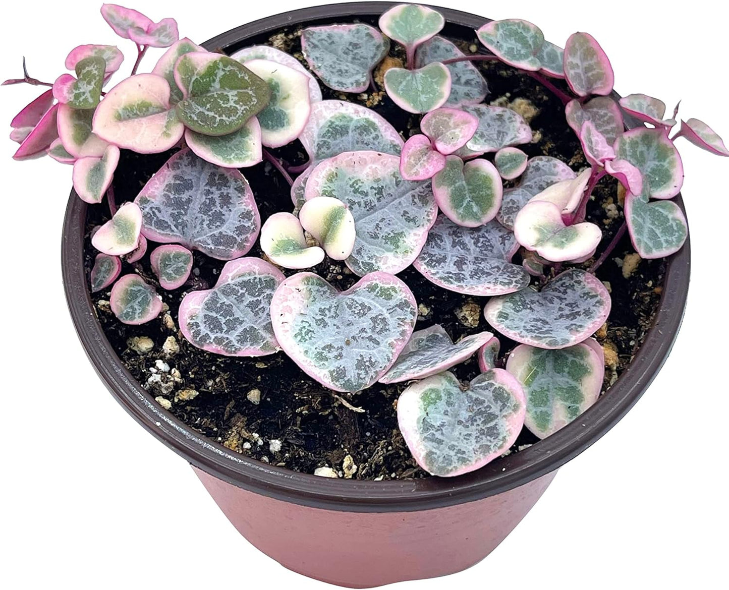 Live Succulent 4" Variegated String of Hearts, Succulents Plants Live, Succulent Plants Rooted, Hanging House Plant for Home Office Decoration, DIY Projects Party Favor Gift by The Succulent Cult
