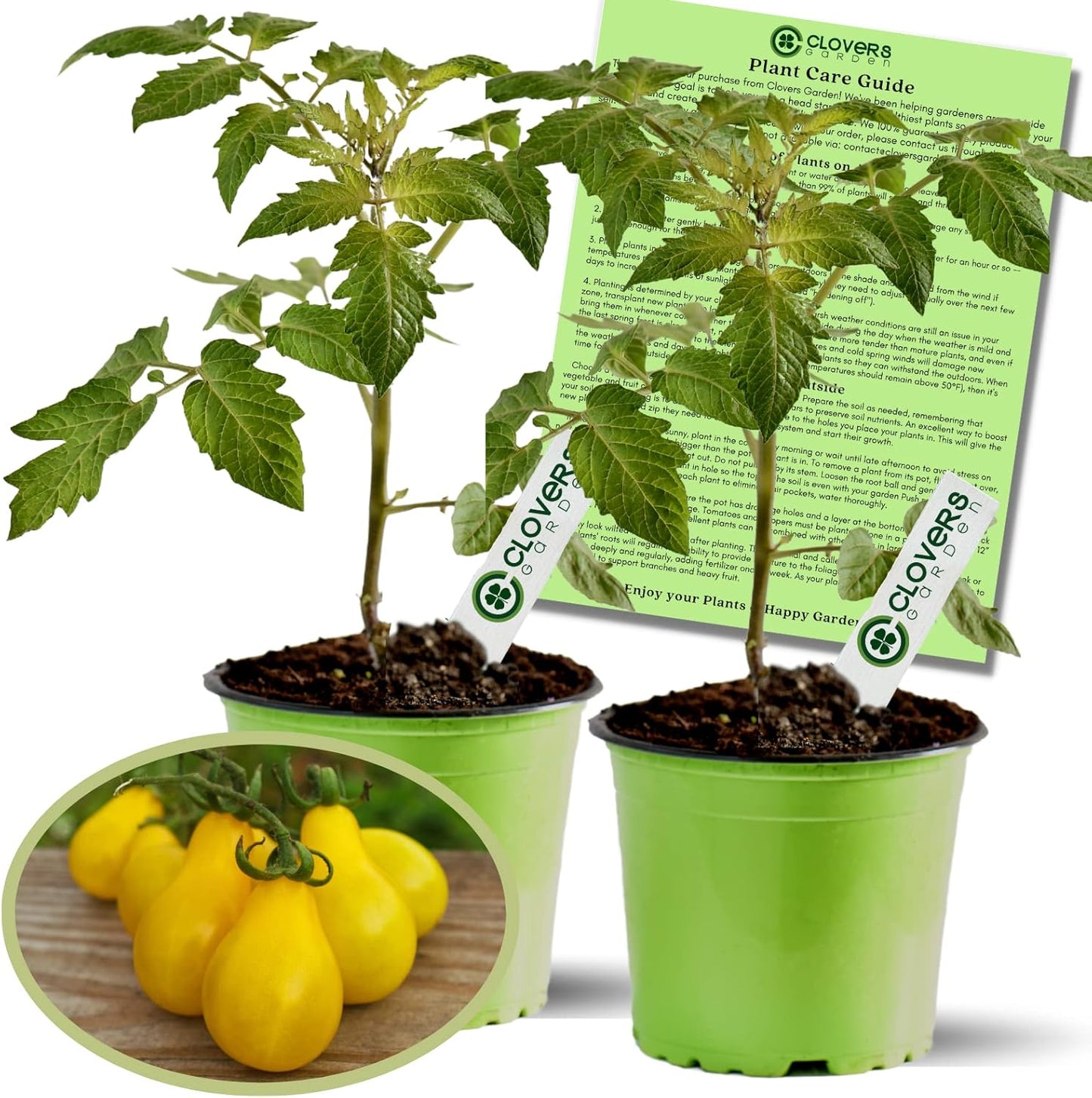 Clovers Yellow Pear Tomato Plants – Two (2) Live Plants – Non-GMO - Not Seeds - Each 4" to 8" Tall – in 4" Inch Pots - Heirloom, Indeterminate