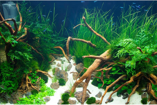 Aquarium Background Various Underwater Grass Plants Aquarium Backdrop Vivid and Fresh Green Aquatic Plants Stone River Bed and Dead Wood Yellow Stone Fish Tank Background 60x24in