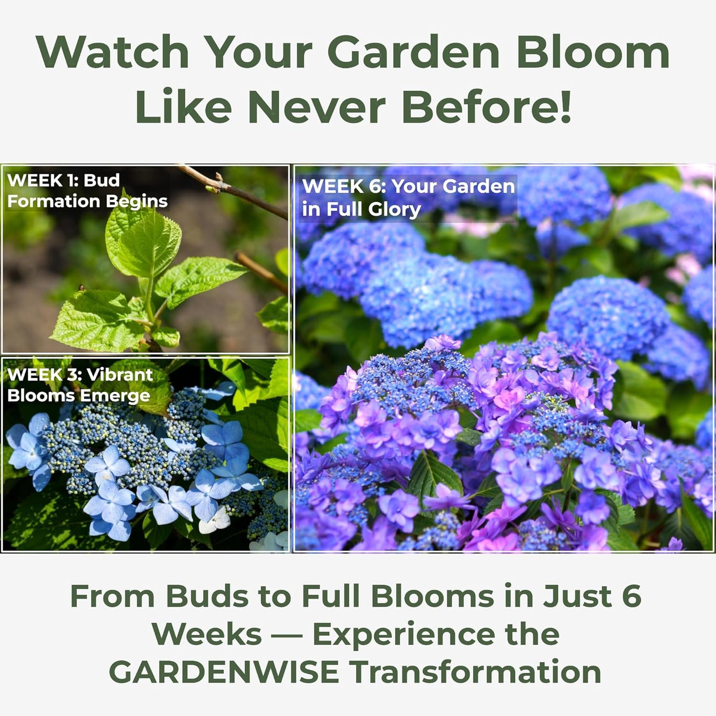 Slow Release Hydrangea Fertilizer with Iron & Sulfur – Indoor & Outdoor Soil Acidifier for Miracle Growth (1/2 qt)
