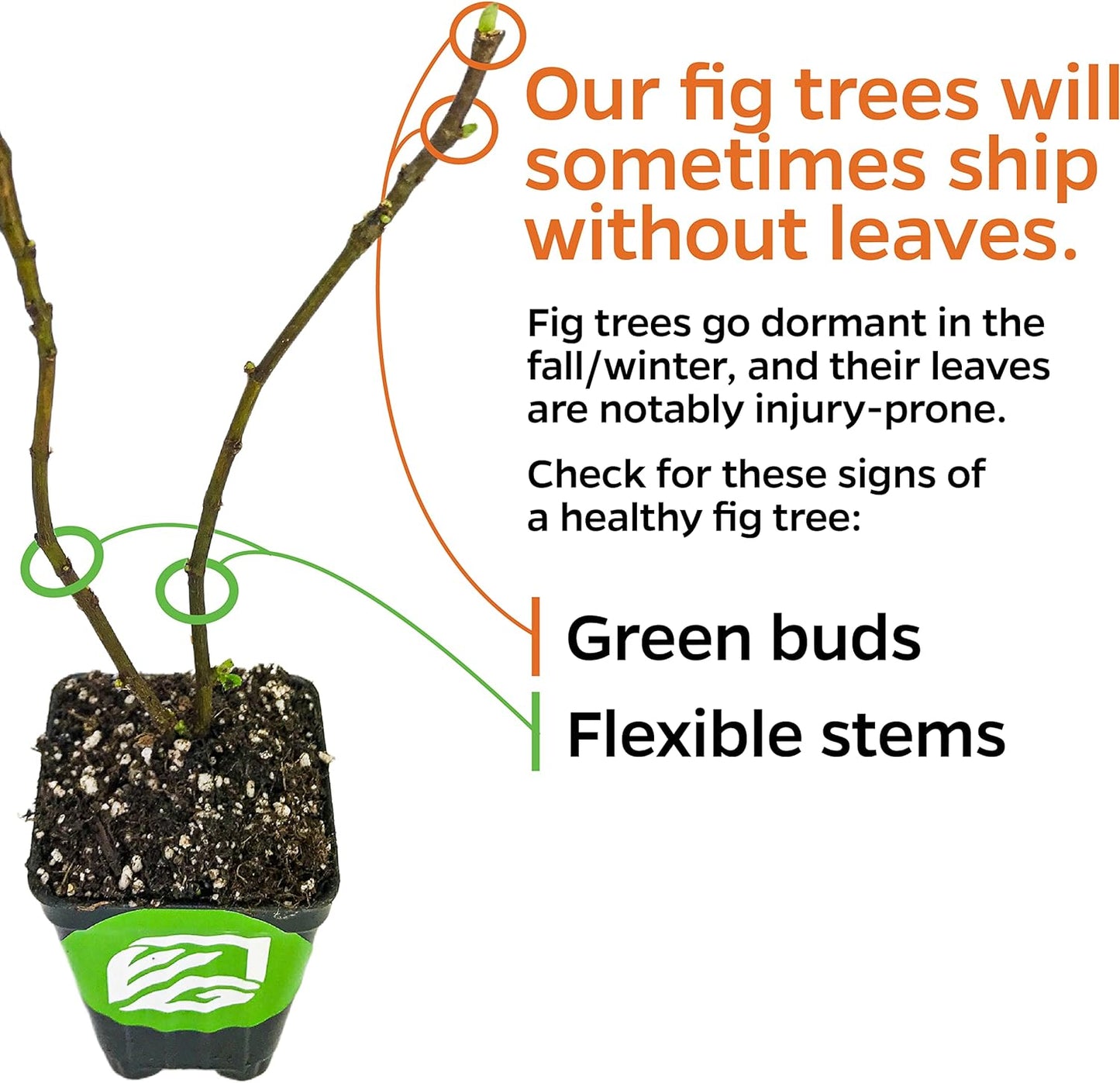 Olympian Fig Tree Live Plant - Ficus carica by Wellspring Gardens - Starter Plant Ideal for Gardens & Containers - Great for Indoor Houseplants, Outdoor Landscaping & Garden Planting