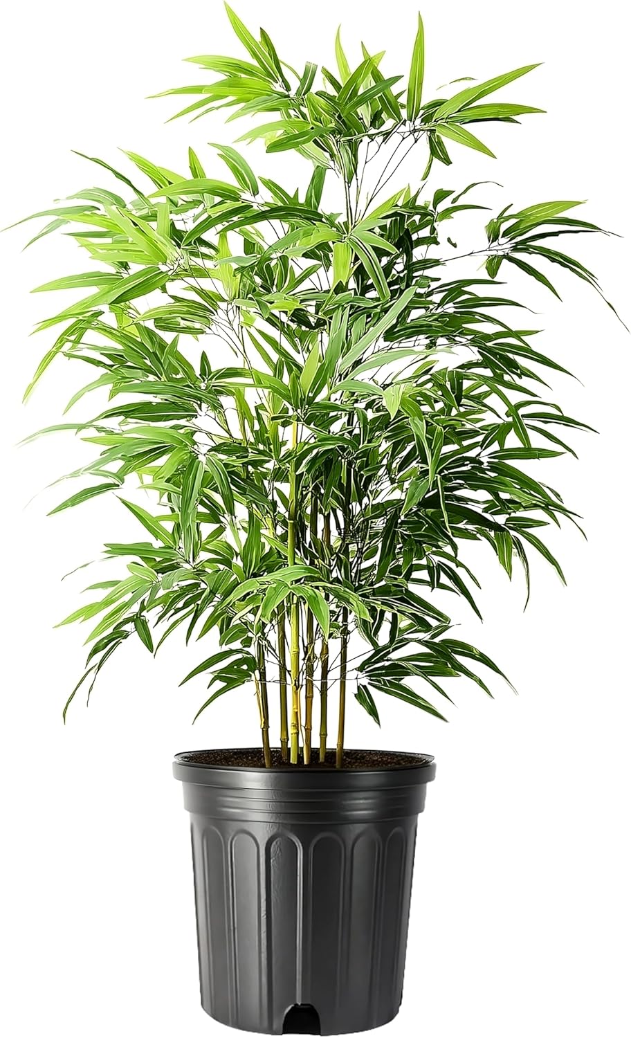 Green Hedge Bamboo | 3 Extra Large 3 Gallon Plants | Bambusa multiplex | Fast Growing Privacy Screen | Clumping Bamboo for Landscapes Gardens Walkways Accent Foundation Beds Decorative Garden