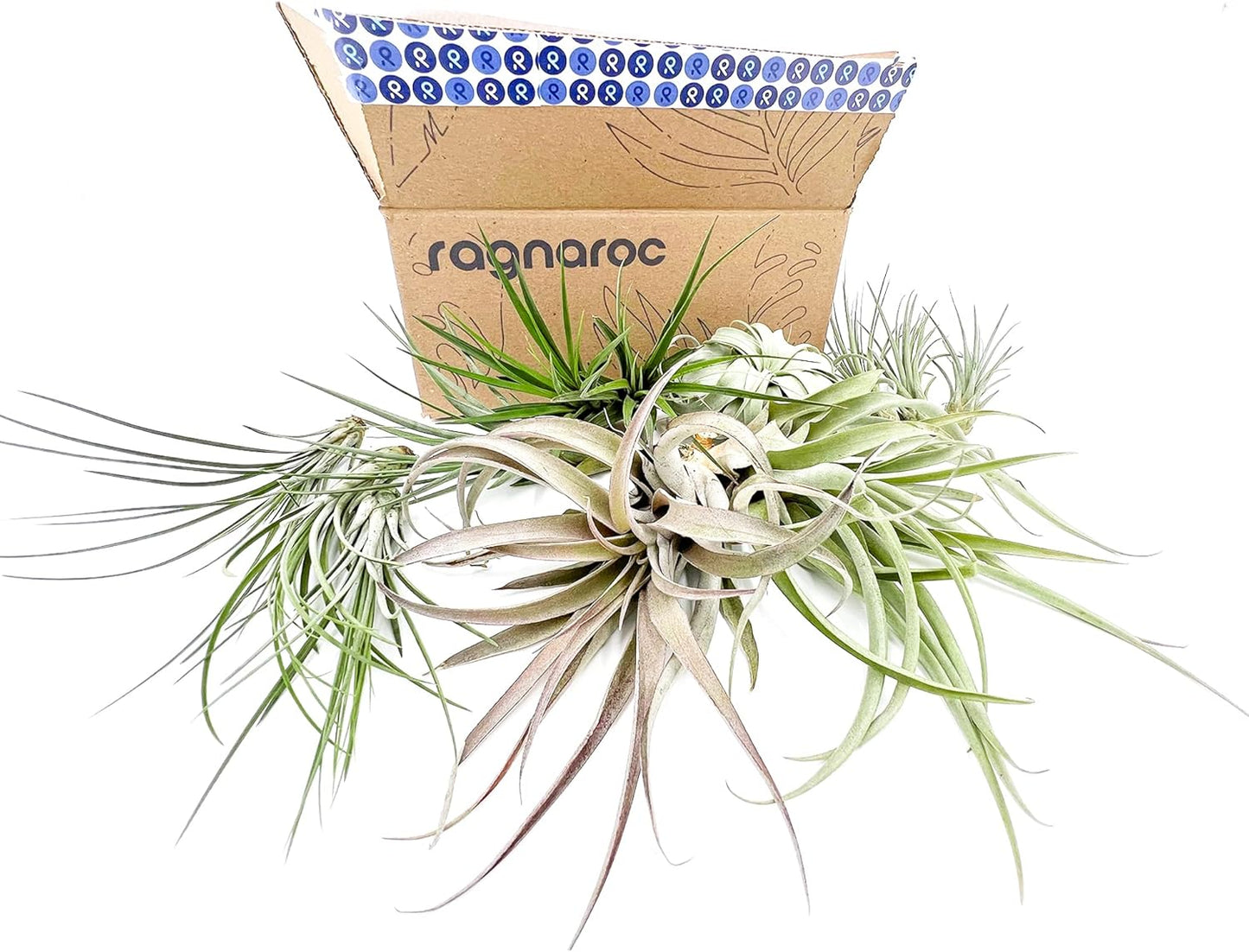 Holiday Hosting Gift Box Jumbo - 12ct - Tillandsia Air Plant Set - Live Arrival Guaranteed - House Plants for Home Decor & Gift