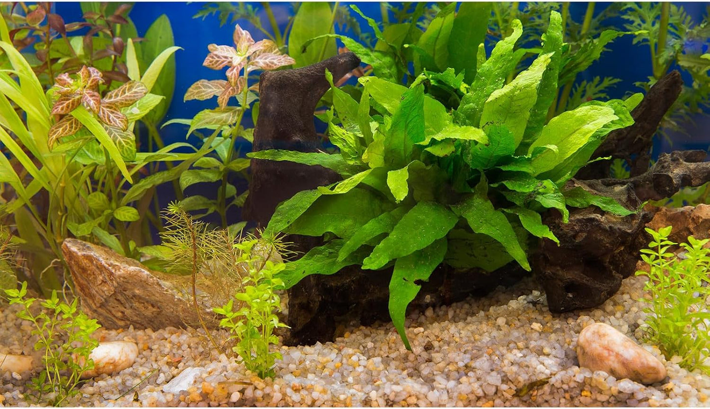 Fish Tank Background Underwater Grass Leaves Pebble Aquarium Background Vivid Green Aquatic Plant Terrarium Background Stone River Bed Fish Dead Wood Leaves Tank Background 48x24in