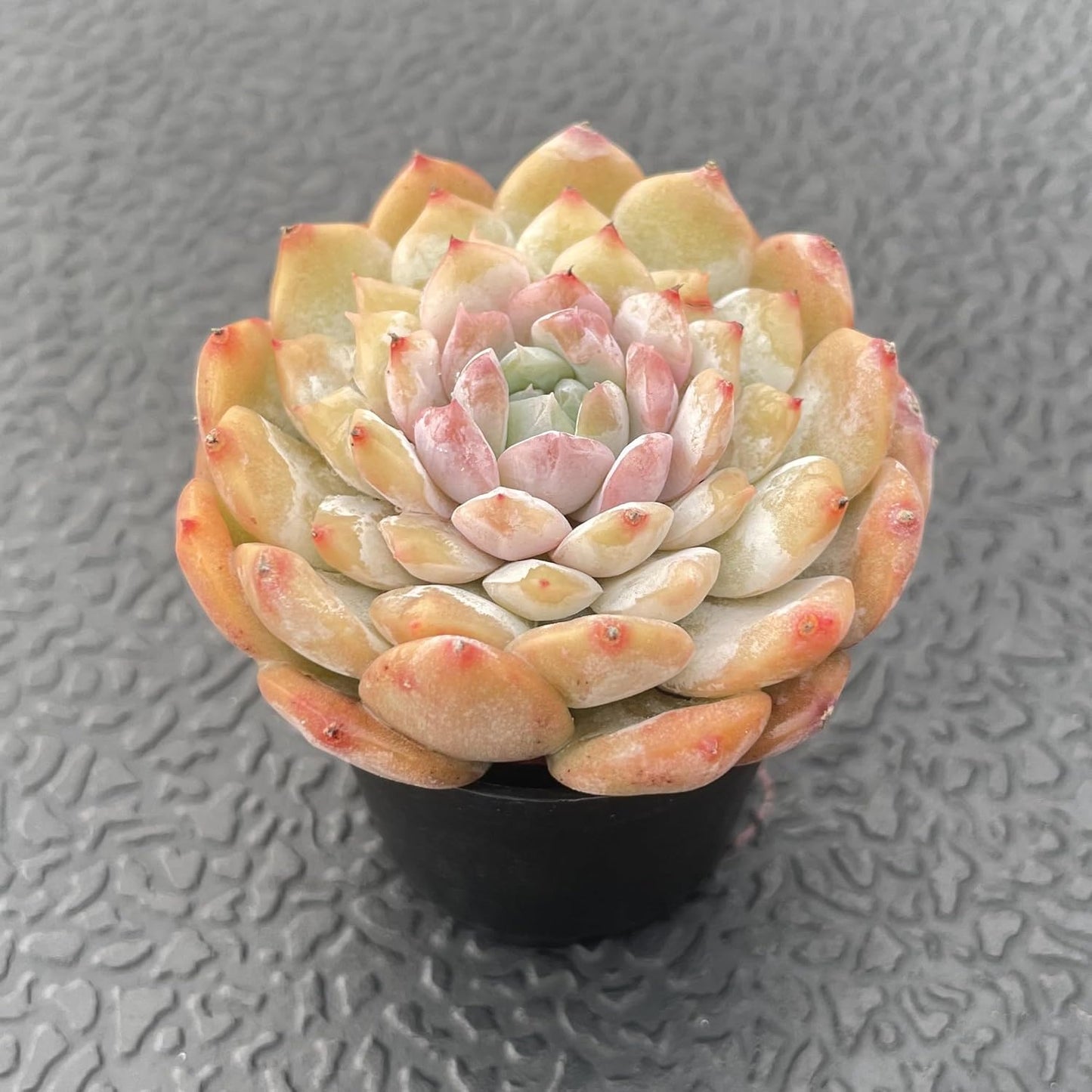 Sprout N Green Echeveria 'ICY Laui' Sugar Heart, Rare Live Succulent Plant Fully Rooted in 2" Planter with Soil, Home Office Indoor Outdoor Wedding Decoration DIY Projects Party Favor