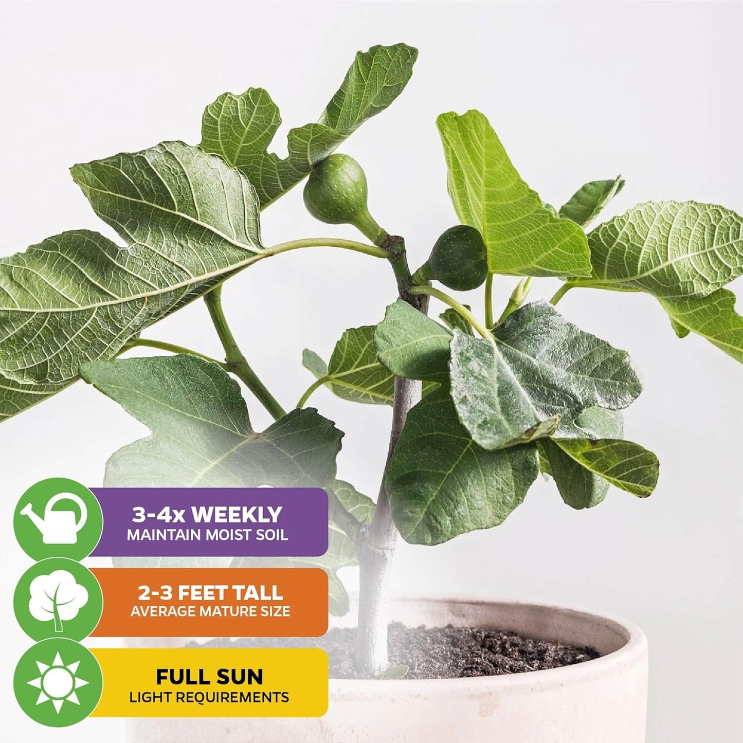 Fignomenal Dwarf Fig Live Plant - Ficus carica - Wellspring Gardens Starter Potted Plant for Indoor and Outdoor Home Decor, Gift Essential for House