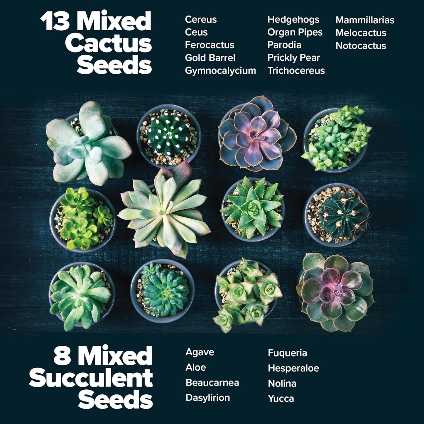 HOME GROWN Succulent & Cactus Seed Kit for Planting – [Enthusiasts Favorites] Premium Cactus & Succulent Starter Kit: 4 Planters, Drip Trays, Markers, Seeds Mix, Soil - DIY Gift Kits