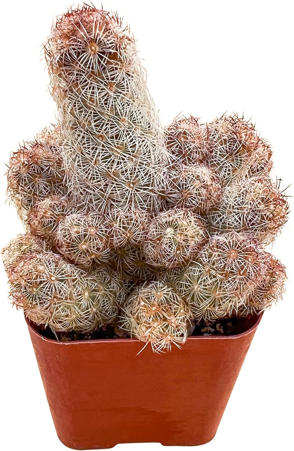 Sprout N Green Mammillaria elongata 'Copper King', Live Cactus Plant Fully Rooted in 2" Pots with Soil Mix, Houseplant for Indoor Outdoor Home Office Décor