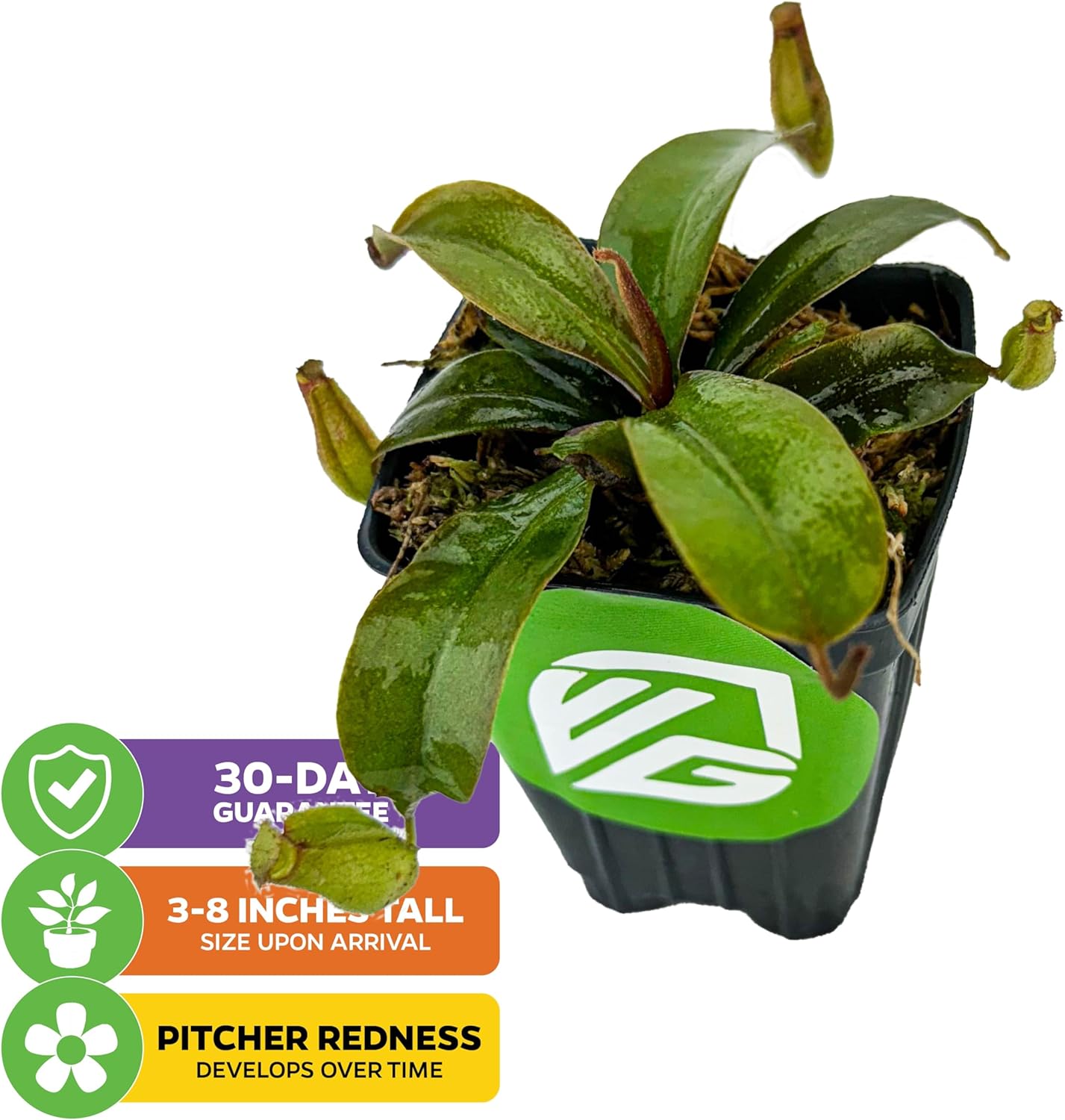 Lady Luck Carnivorous Pitcher Plant - Wellspring Gardens Starter Plant - Nepenthes Ampullaria x Ventricosa - Wellspring Gardens Live Tropical Carnivorous Houseplant