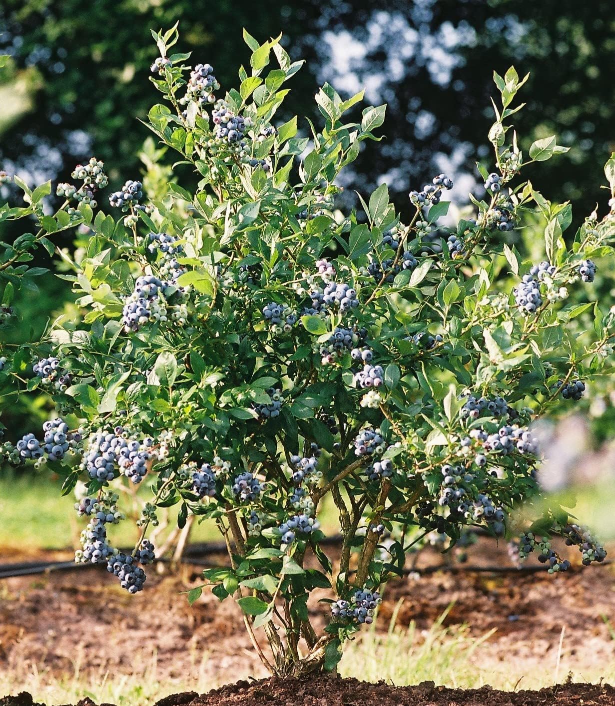 Mini Blues Blueberry Bush - Live Plant - (2.5 QT)