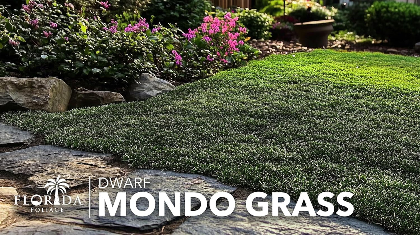 Dwarf Mondo Grass | 3 Live Plants | Japonicus Nanus | Shade Loving Evergreen Lilyturf Groundcover