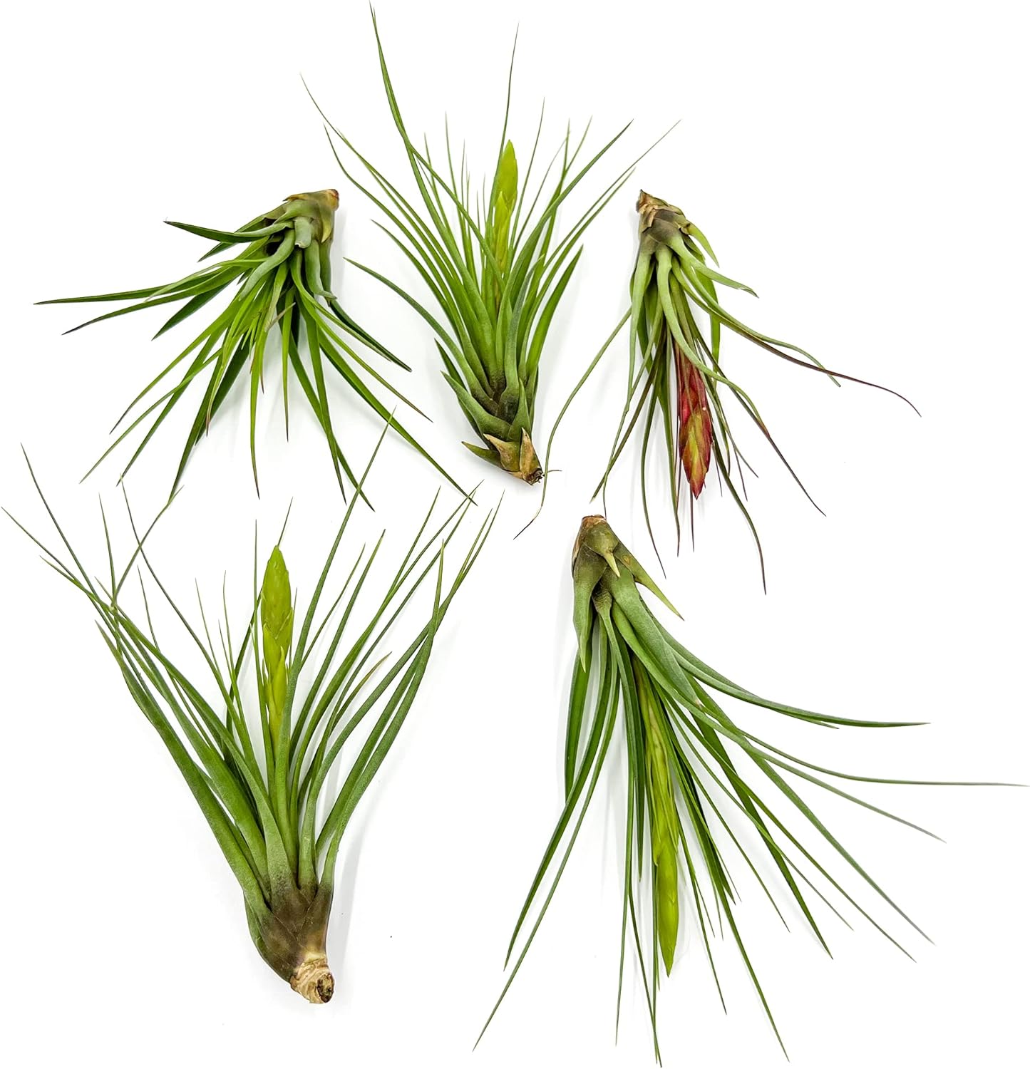 Air Plants - Flowering Tillandsia Melanocrater Tricolor, Large 5" - 5ct - Live Arrival Guaranteed - House Plants for Home Decor & Gift