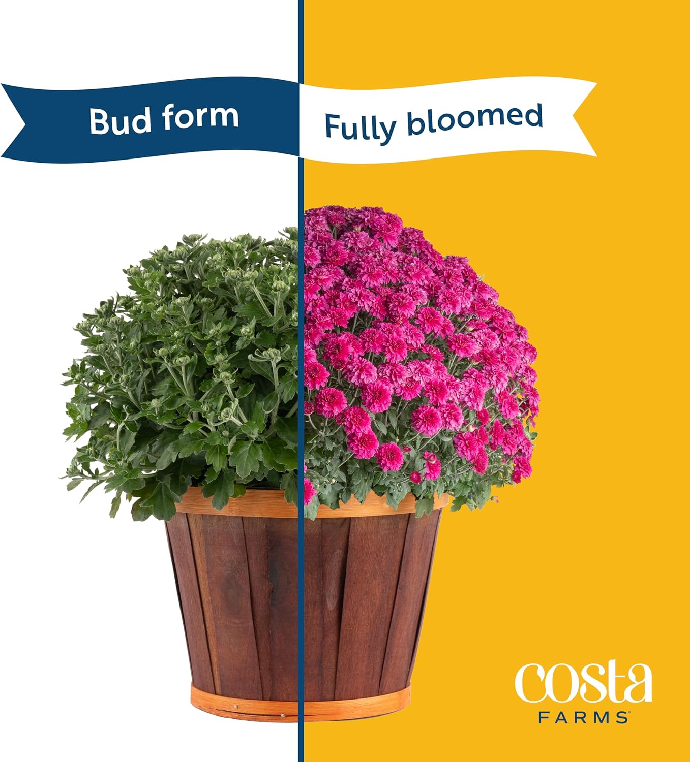 Costa Farms Live Plants – Fall Mums 2-Pack (Red) in Color Pots | 3 Qt. Seasonal Houseplants & Outdoor Flowers for Porch, Patio, or Garden | Ships in Bud Form for Longer Bloom