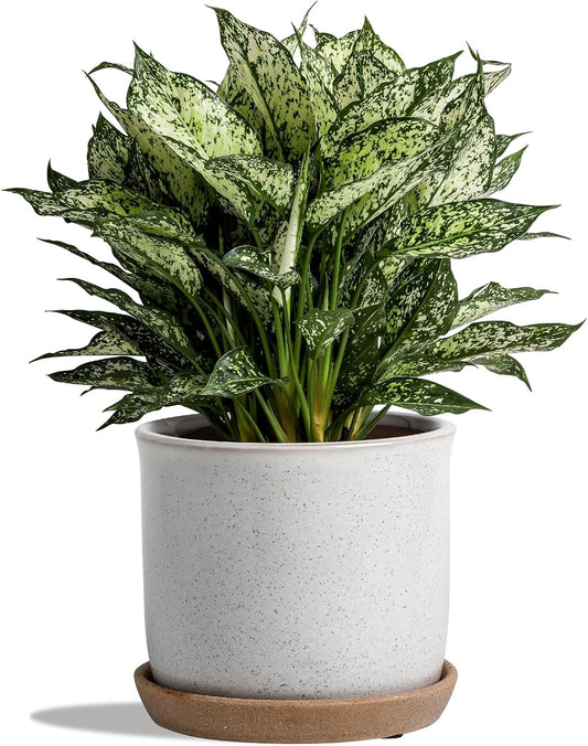 8 Inch Plant Pot: Ceramic Planter with Drainage Hole & Saucer for Indoor Outdoor Plants - Flowerpot with Bonded Tray for Home Office - Retro Style, Grey