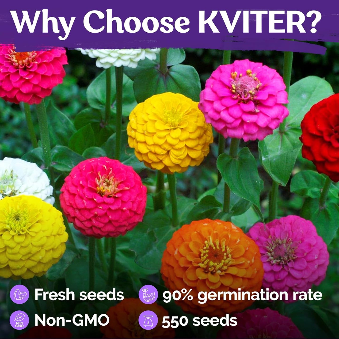 KVITER 550 Crazy Blend Zinnia Seeds for 2025 (Zinnia Elegans) – Double Zinnia Seed Mix, Heirloom Pollinator Magnet – Ideal Flower Seeds for Planting in Cutting Garden, Borders, Containers