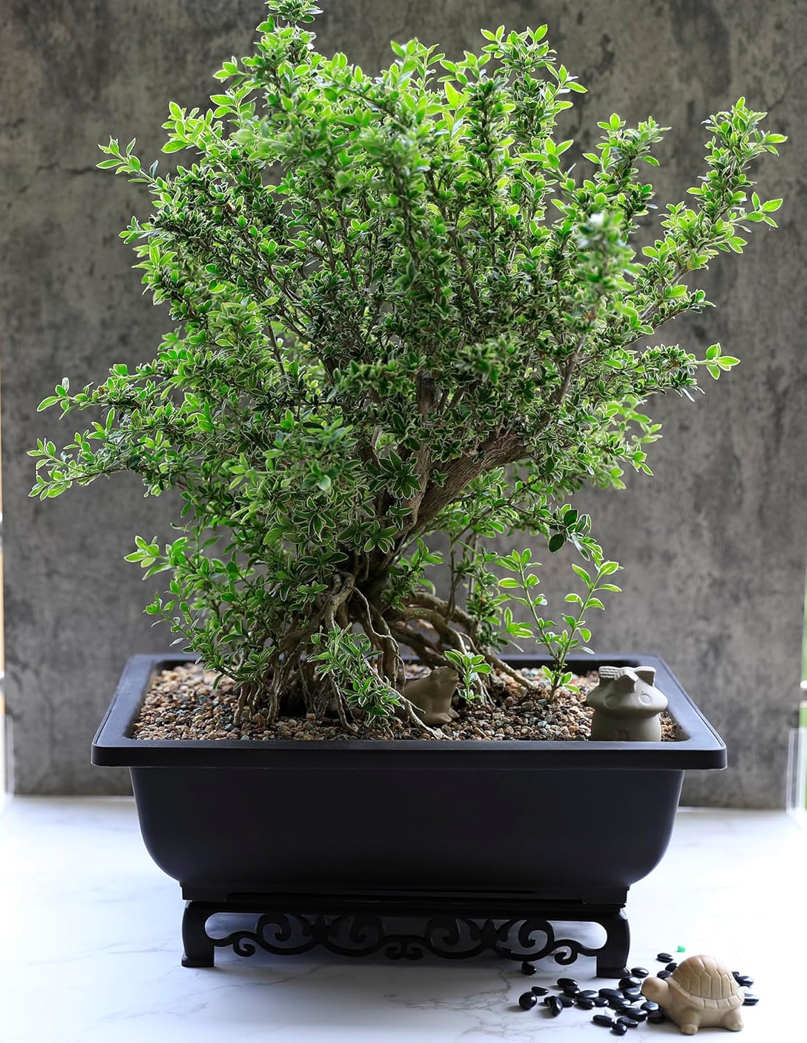 Bonsai Pot – 2-Pack 14 Inch Large Bonsai Training Pot with Eelegant Stand – Rectangular Bonsai Pots with Mesh Drainage – Luxurious Bonsai Tree Pots Indoor Made with Recycled Plastic