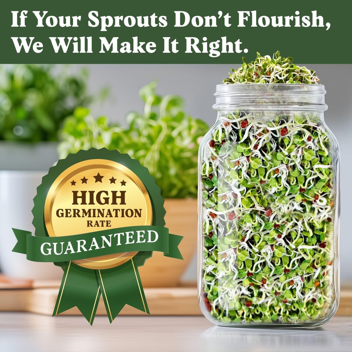 Seedboy Organic Radish Seeds for Sprouting - Non-GMO, USA Grown Microgreens Sprouting Seeds Mix - Makes 8 Quarts of Sprouts, 24 Servings (8 oz) (Daikon Radish)
