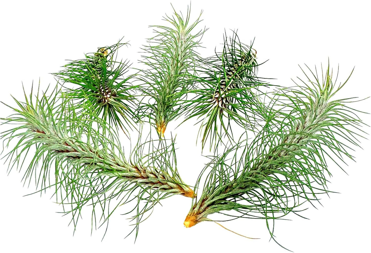 Air Plants - Colombian Tillandsia Funckiana, Large 5" - 5ct - Live Arrival Guaranteed - House Plants for Home Decor & Gift