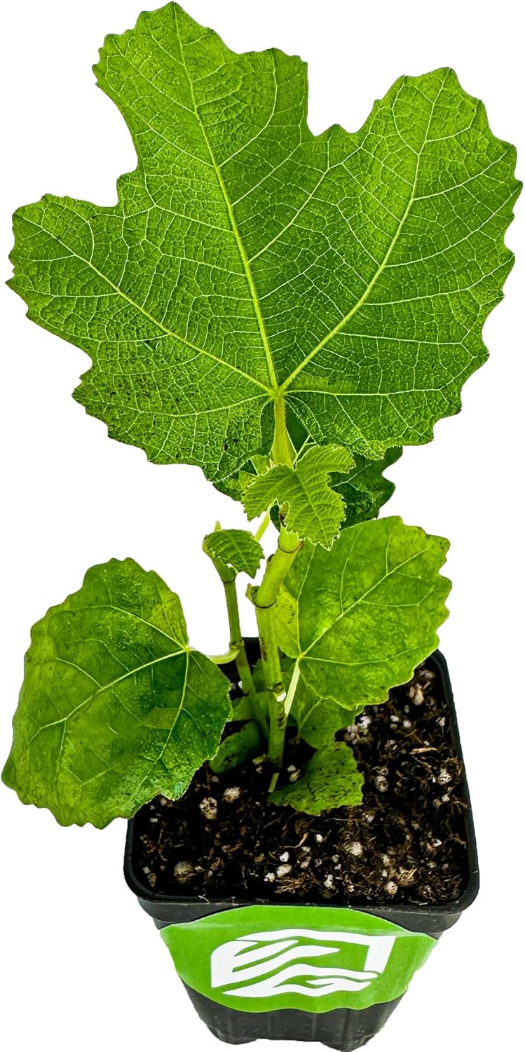 LSU Gold Fig Tree Starter Plant - Ficus carica by Wellspring Gardens - Fig Live Plants- Fig Tree - Fig Plant - Fig Trees Live Plants for Plants Enthusiast