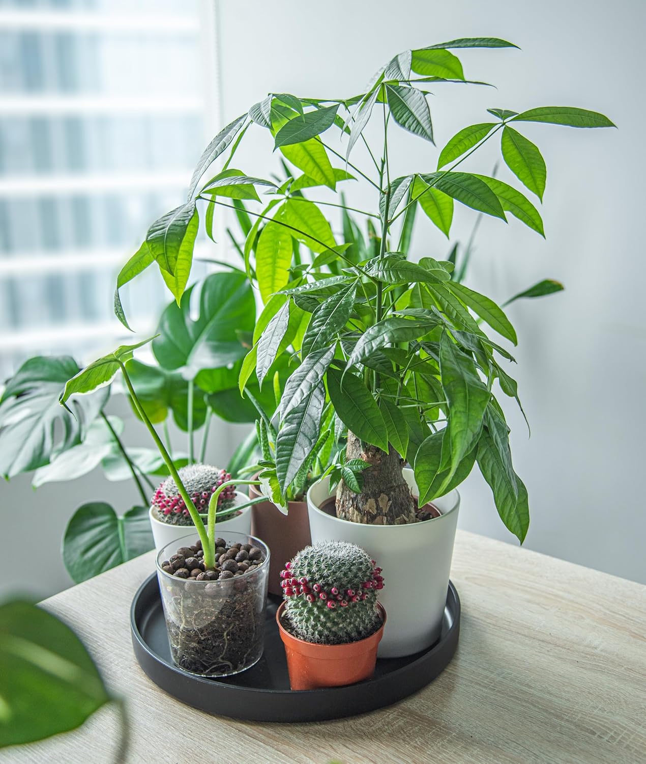 Phoenix Vine 14 Inch Plastic Plant Saucer Water Drip Tray, Heavy Sturdy Round Plant Drainage Tray for Indoors Outdoor, Matte Black, 21-TY-14B-1