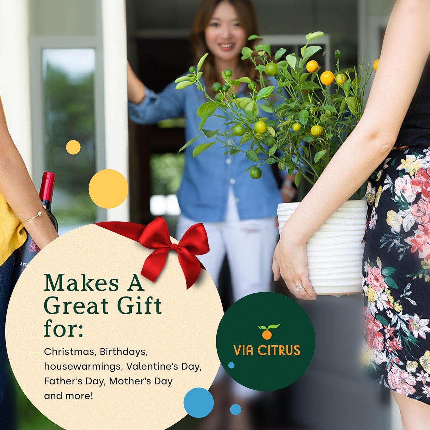 Key Lime Trees Indoor Plants Outdoor - Limes Citrus Tree Patio, Live Outdoor Tree Cannot Ship: CA/AZ/TX/LA – Potted Key Lime Plant, Indoor Fruit Trees Live Plants by Via Citrus