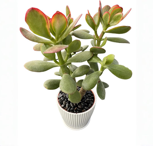 Golden Jade with White Stripe Pot, Live Crassula Ovata 'Hummel Sunset' Succulent, Rare Cute Plant, Home Office Décor