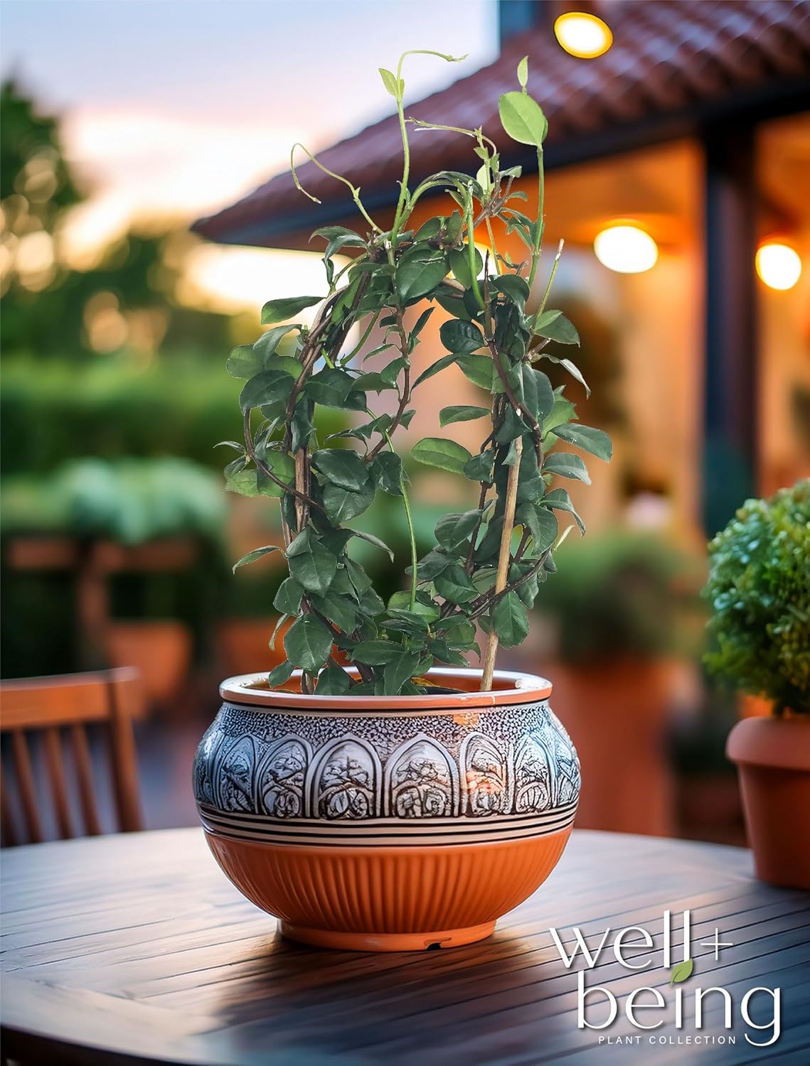 Nature’s Way Farms Jasmine Confederate Staked Outdoor Live Plant (18-24in Tall) in Grower Pot Comes Without Flowers