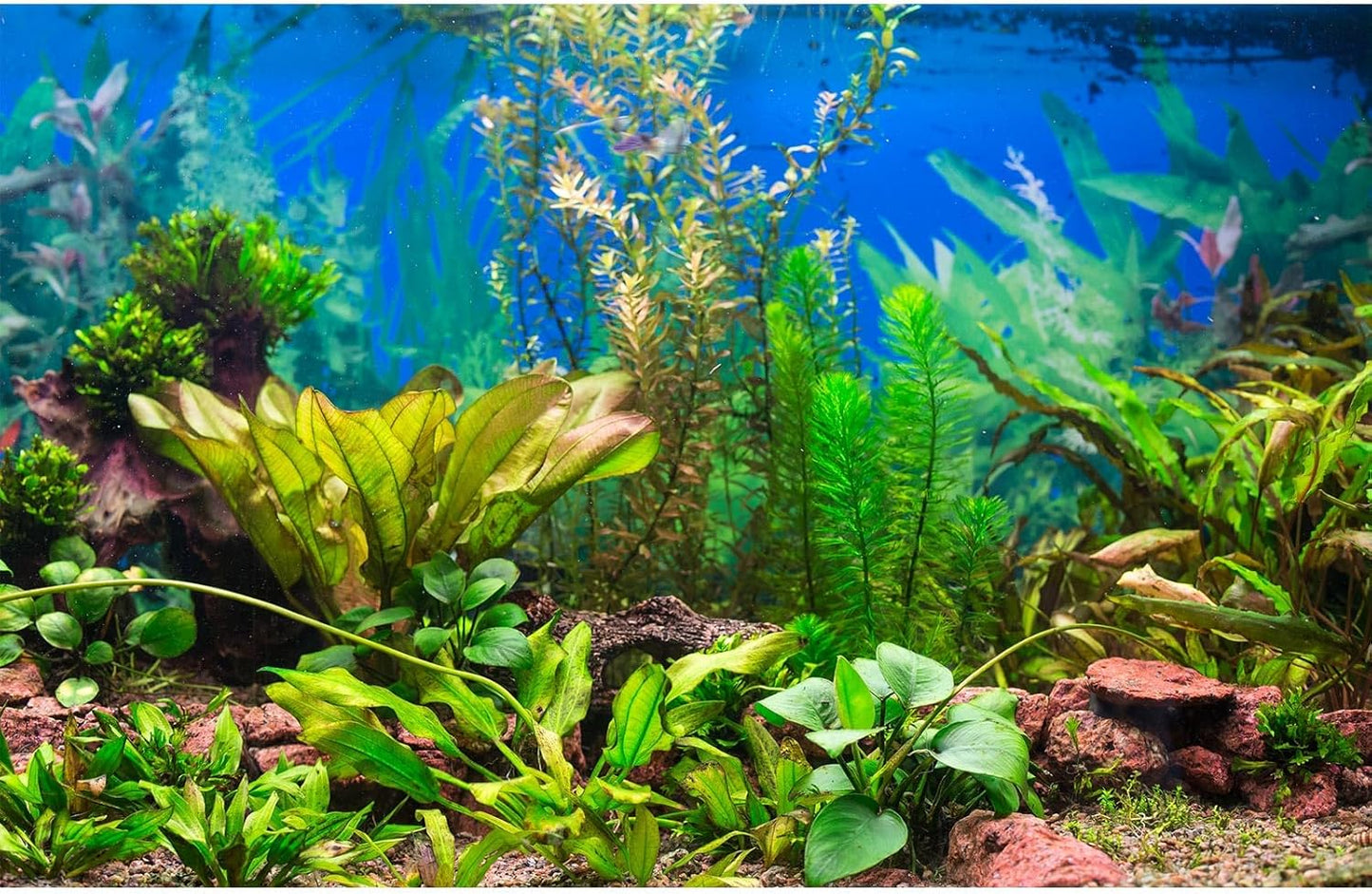Aquarium Background Various Underwater Grass Plants Aquarium Backdrop Vivid and Fresh Green Aquatic Plants Stone River Bed and Dead Wood Purple Stone Fish Tank Background 60x24in
