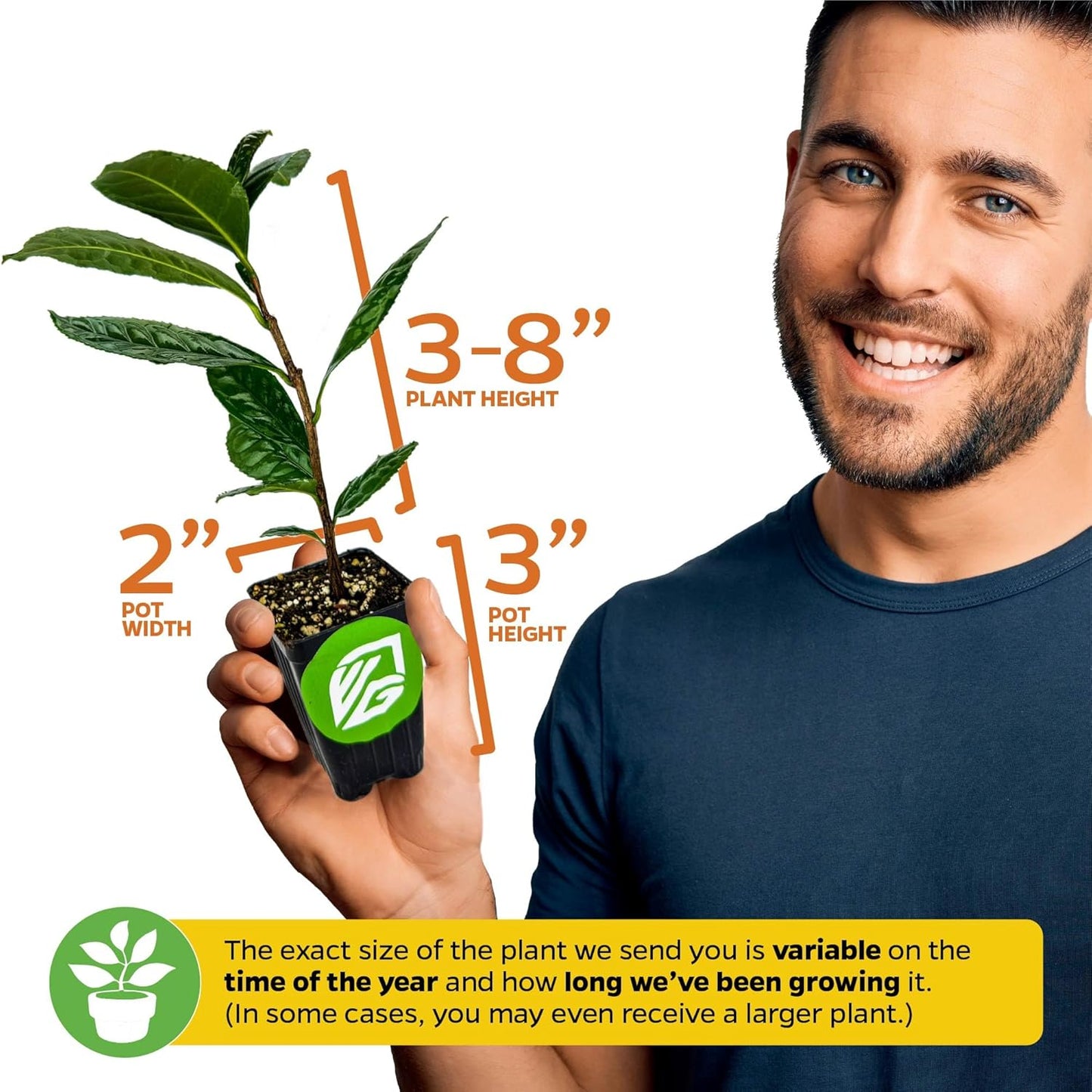 Yerba Mate - Ilex paraguariensis by Wellspring Gardens - South American Tea Plant - Cultural Heritage Tree - Exotic Botanical Energizer - Holly Family Plant - Starter Plant Herb Plant