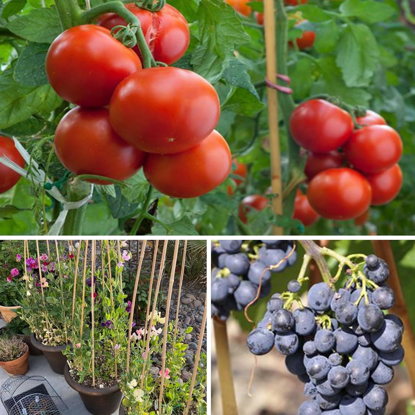 SWANGSA 40 Pack Bamboo Stakes for Plant 5 Feet(57.5inch), Bamboo Sticks Plant Support Garden Stakes Poles with 200pcs Twist Ties for Tomatoes, Beans, Potted Plants, Indoor and Outdoor Climbing Plants