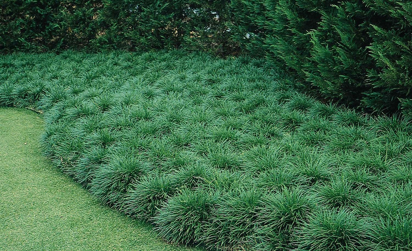 Mondo Grass - 3 Live Plants - Ophiopogon Japonicus - Live Evergreen Groundcover Plants - Shade Loving