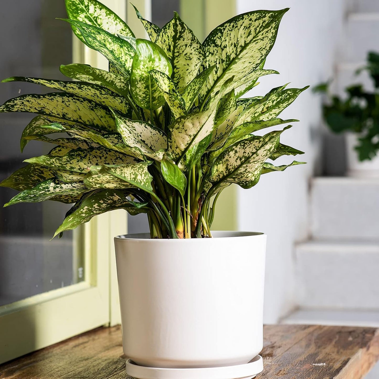 Ekirlin 7 inch Plant Pots,Ceramic Flower Planters Indoor,Modern Succulents Containers with Drain Hole Saucer,Decorate Home,Office & Outdoor (White)