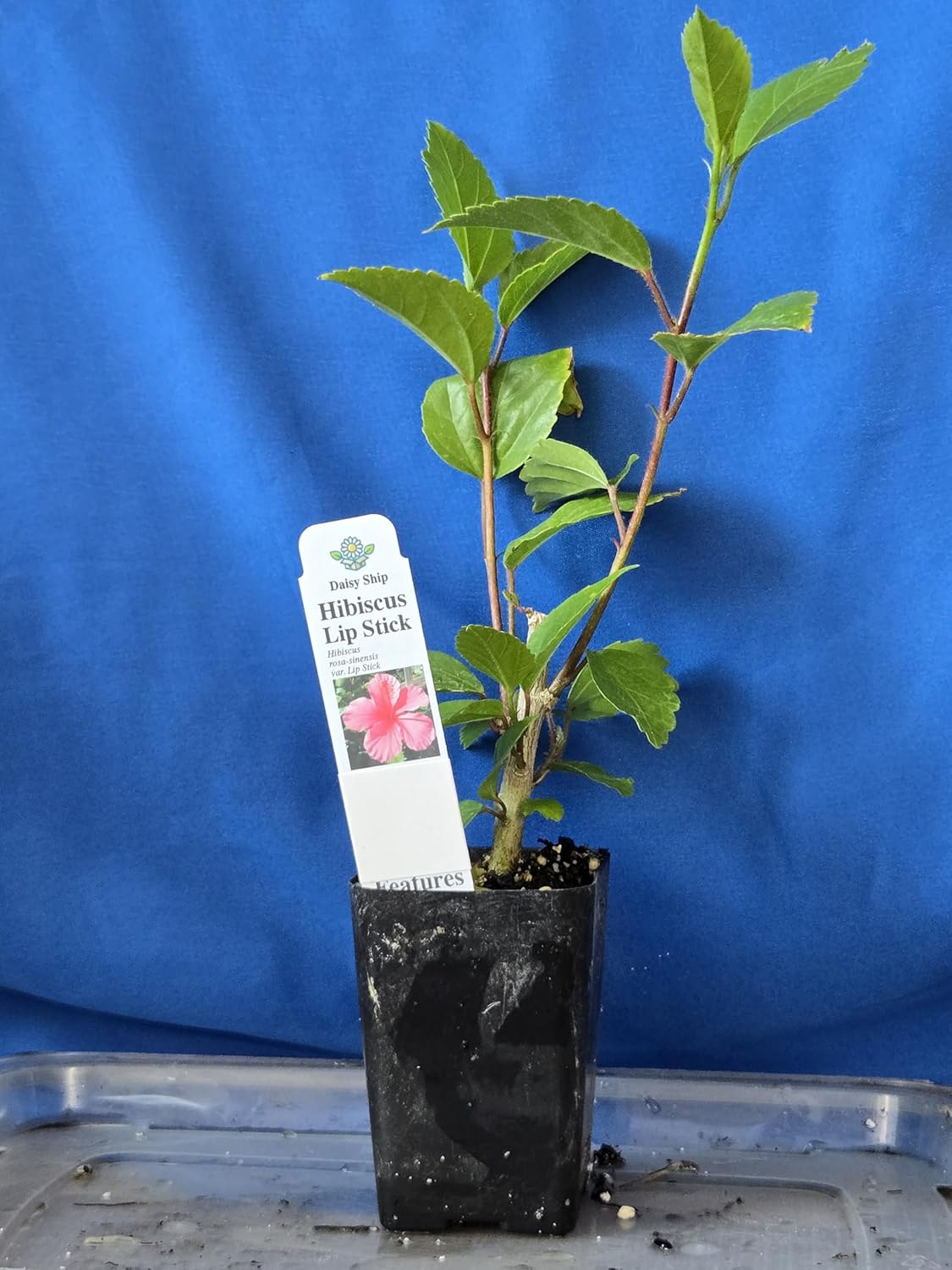 Pink Hibiscus. rosa-sinensis. Live Plant - Tropical Blooming Hibiscus, Pretty Flowers, Used in Tea and Juice (2 Pink Hibiscus Cups)