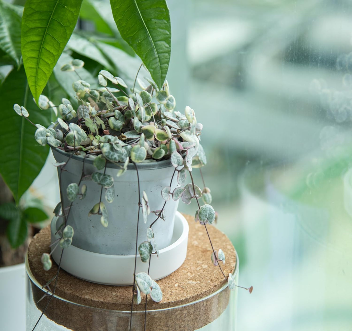 Phoenix Vine 4 Inch Plastic Plant Saucer Water Drip Tray, Heavy Sturdy Round Plant Drainage Tray for Indoors Outdoor, Set of 4, Matte White, 21-TY-4W-4