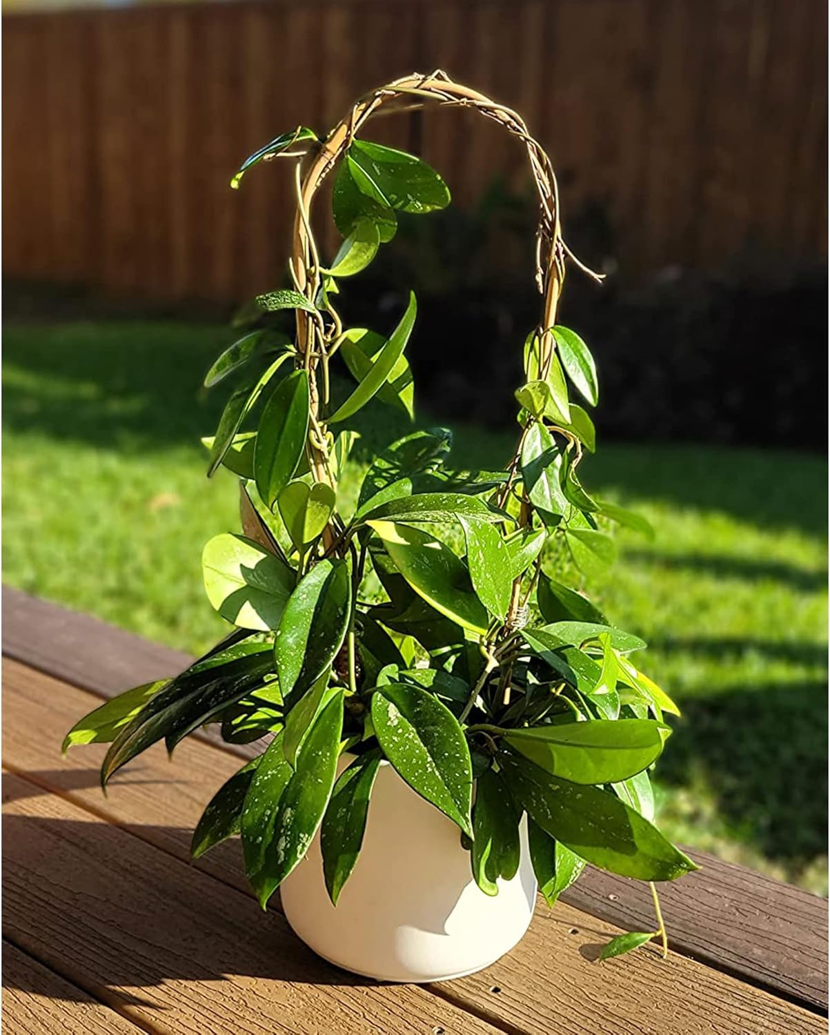 Avalution 16" Natural Bamboo Plants Trellis U-Hoop,Bamboo Gaeden Trellis U-Shape for Climbing Plant Support-20PCS