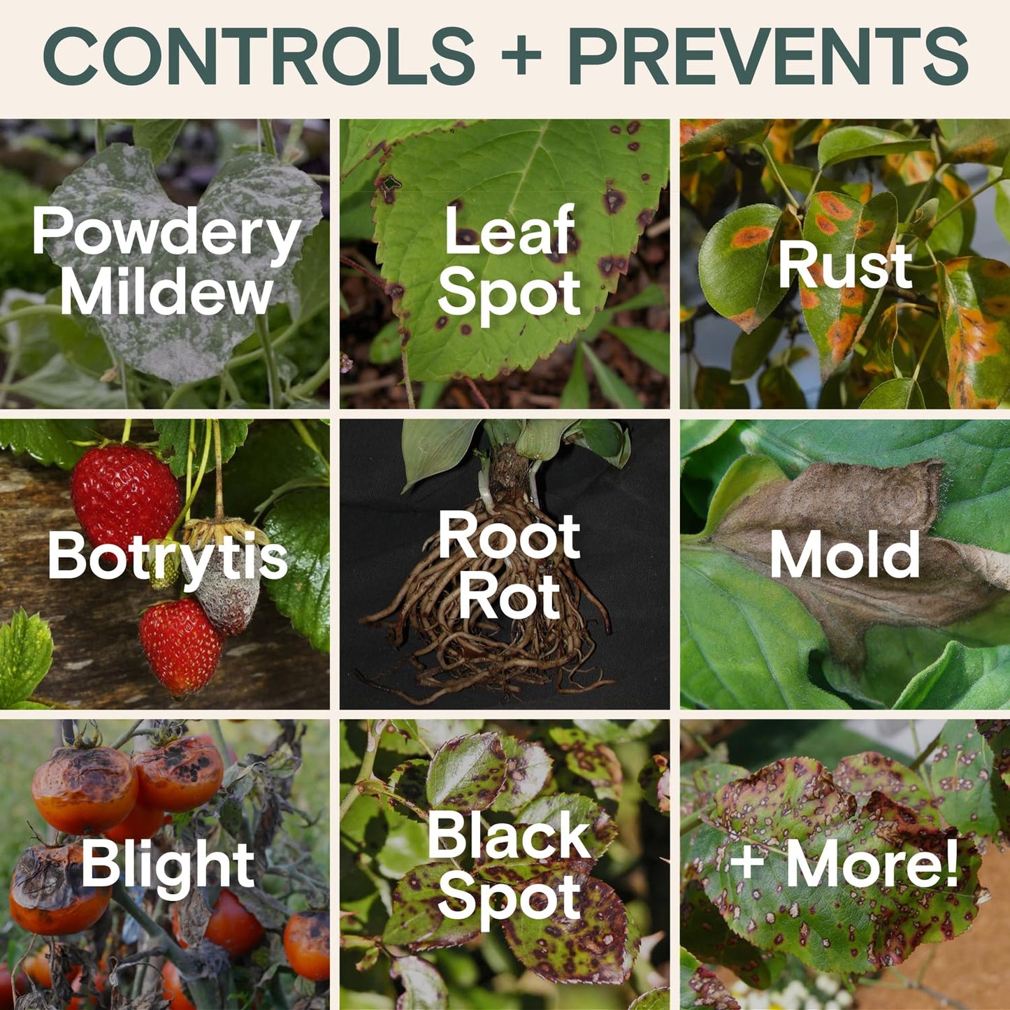 Organic Food & Fertilizer – Liquid Nutrients for Houseplants, Indoor & Outdoor Growth, House Fertilizer for Vegetables, Flowers, Monstera, Bougainvillea, Money Tree - (Organic Nutrition & Health Set)