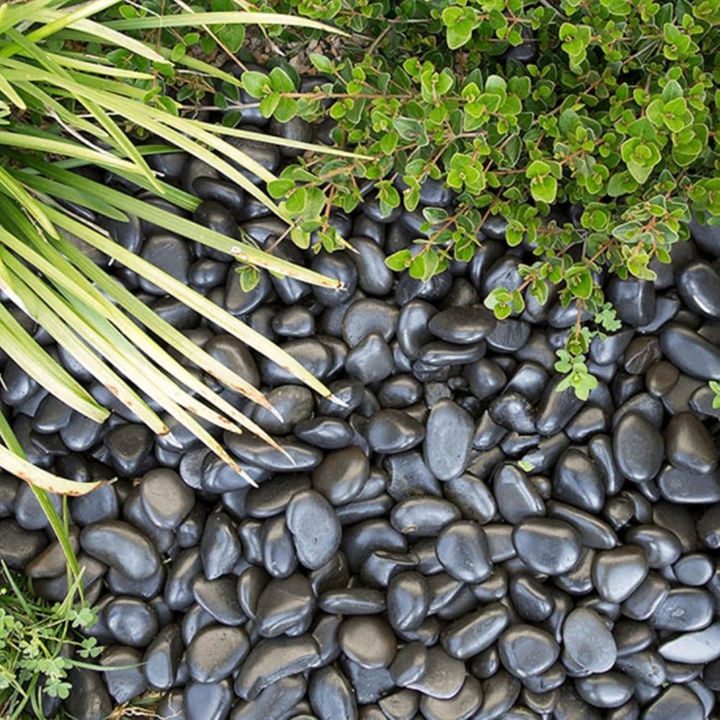 5lbs Large Pebbles for Indoor Plants, 2-3 Inch Natural Black River Rocks for Aquarium, High Polished Decorative Stones for Vase Filler Fish Tank Landscaping Garden