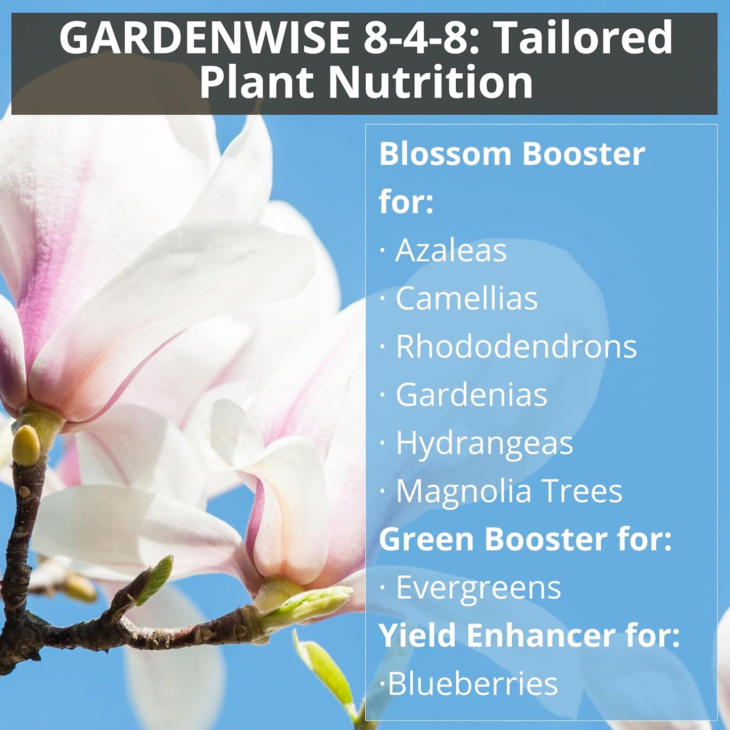 8-4-8 Acidic Fertilizer for Azaleas, Camellias (Camelia), Hydrangeas, Blueberries, Gardenias, Magnolia Trees, Evergreens, and Rhododendrons - Ideal Iron-Rich Plant Food (3 QUARTS)